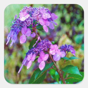 Purple Twist and Shout Hydrangea Flower Square Sticker
