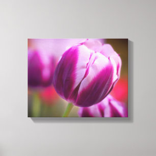 Purple Two-Tone Tulip Canvas Print