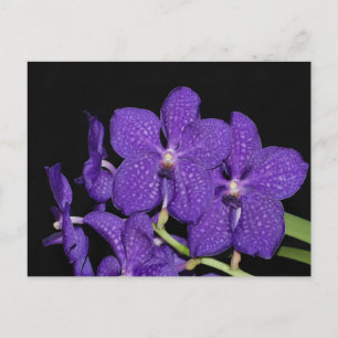 Purple vanda orchid postcard