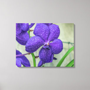Purple vanda orchid view canvas print