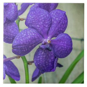 Purple vanda orchids ceramic tile