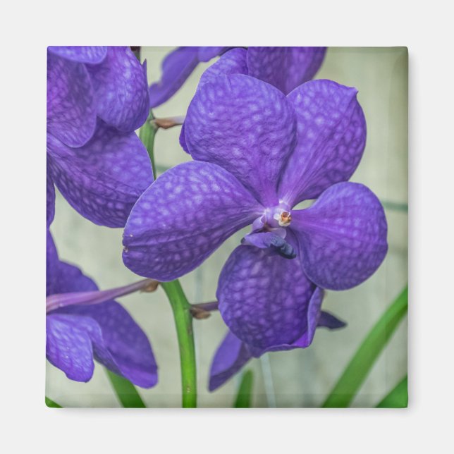 Purple Vanda orchids view fridge magnet (Front)