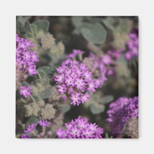 Purple Verbena Coachella Valley Wildlife Preserve Magnet