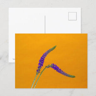 Purple Veronicas Postcard