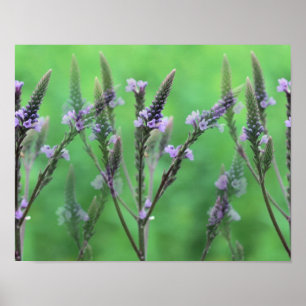 Purple Vervain Flowers Multiplied Poster