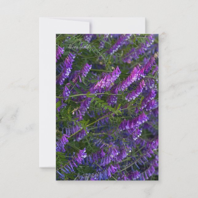 Purple Vetch Flowers Card (Front)