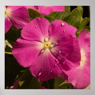 Purple Vinca poster