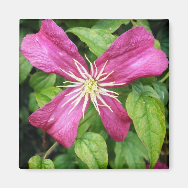 Purple Vine Flower Magnet (Front)