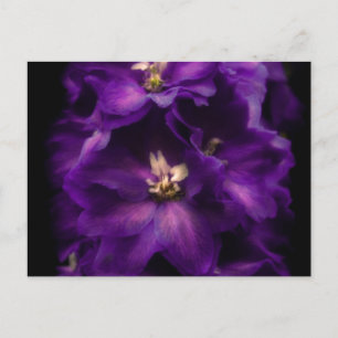 Purple Vintage Delphinium Postcard