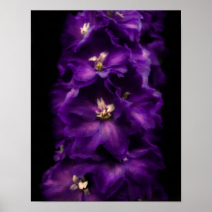 Purple Vintage Delphinium Poster