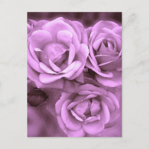 Purple Vintage Roses Postcard