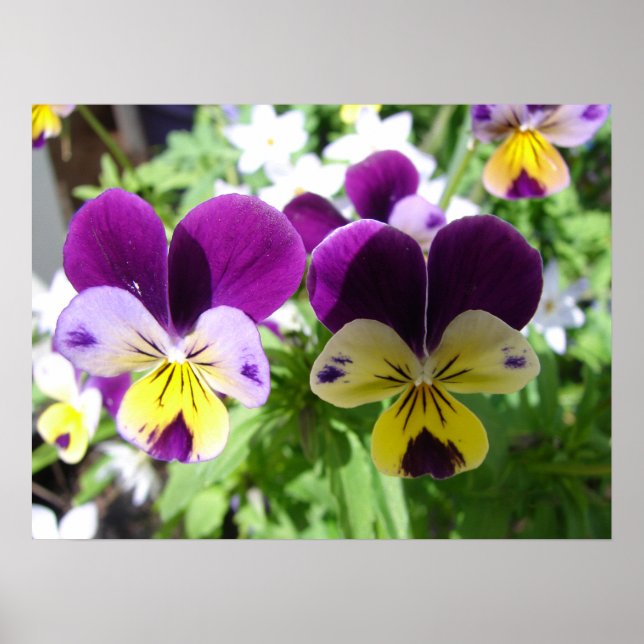Purple Viola Pansy Spring Garden Flowers Poster (Front)