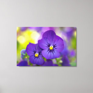 Purple Violas Canvas Print
