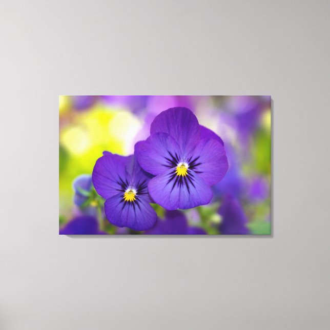 Purple Violas Canvas Print (Front)