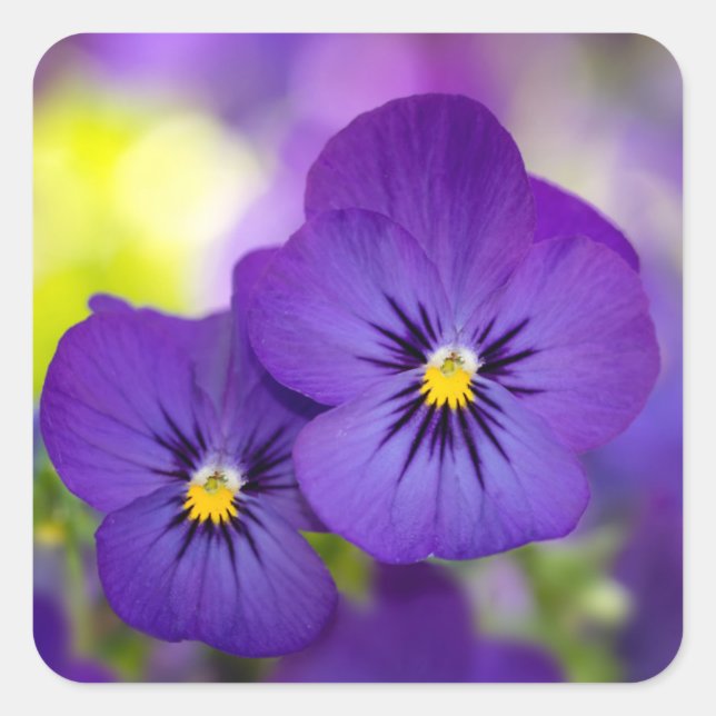 Purple Violas Square Sticker (Front)