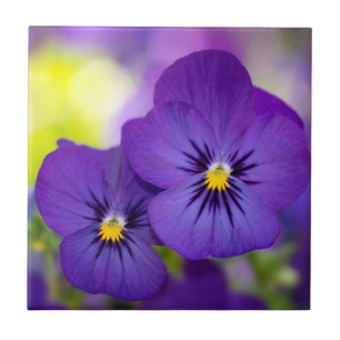 Purple Violas Tile