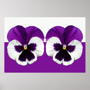 Purple Violet Pansy Flowers Poster