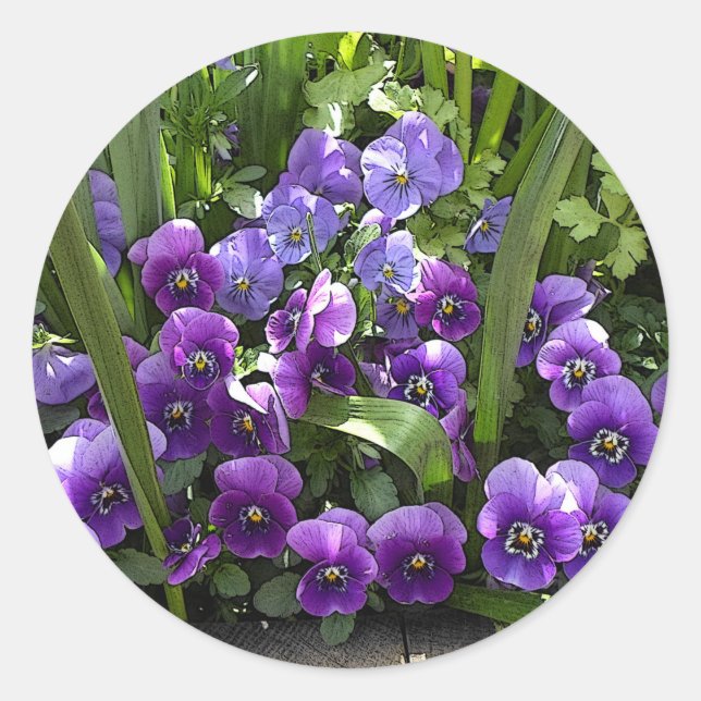 Purple Violets Classic Round Sticker (Front)