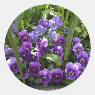 Purple Violets Classic Round Sticker