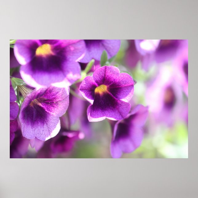 Purple Violets Wall Poster (Front)