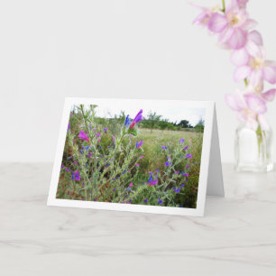 Purple Viper's-bugloss, Echium Plant Card