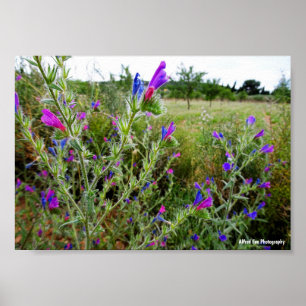 Purple Viper's-bugloss, Echium Plant Poster