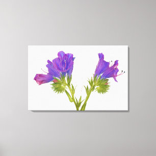 Purple vipers bugloss (echium plantagineum) canvas print