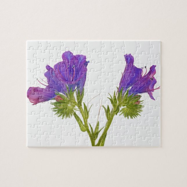 Purple vipers bugloss (echium plantagineum) jigsaw puzzle (Horizontal)