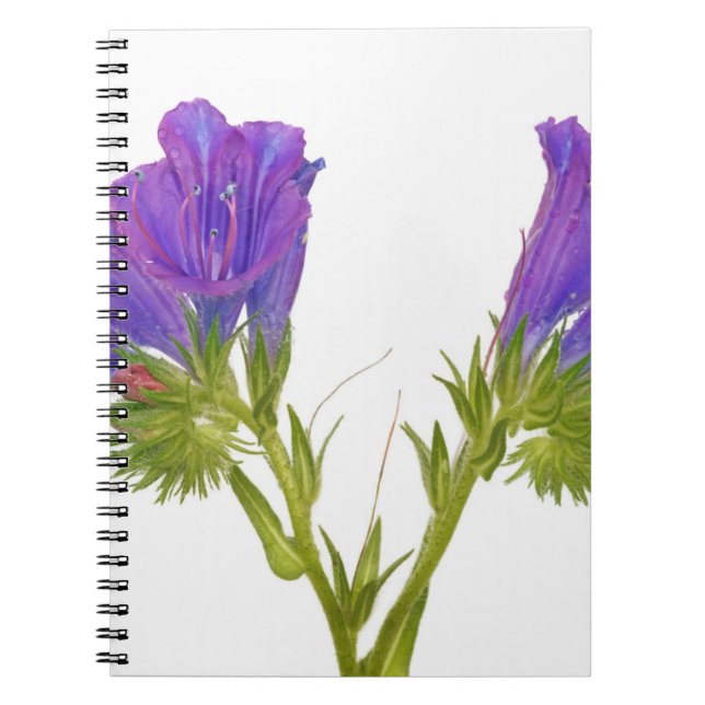 Purple vipers bugloss (echium plantagineum) notebook (Front)