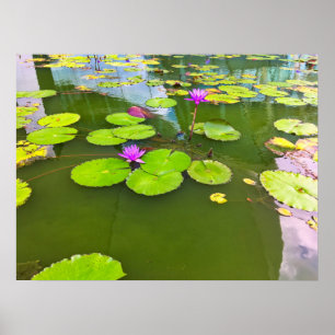 Purple Water Lilies on Green Pond Poster