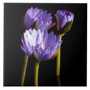 Purple Water Lilies Tile