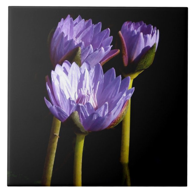 Purple Water Lilies Tile (Front)