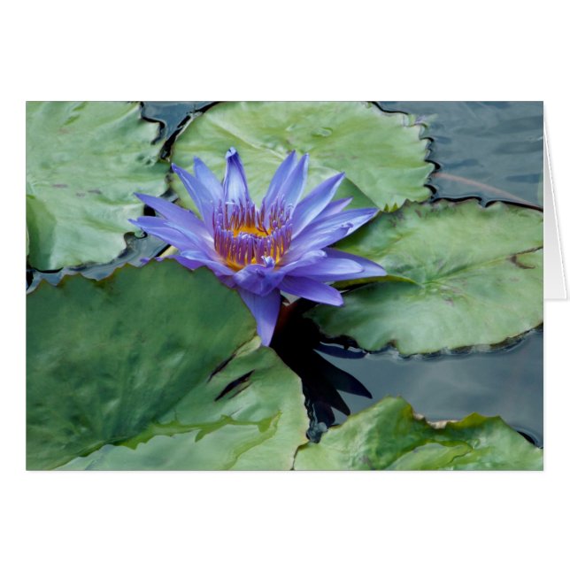 Purple Water Lily (Front Horizontal)