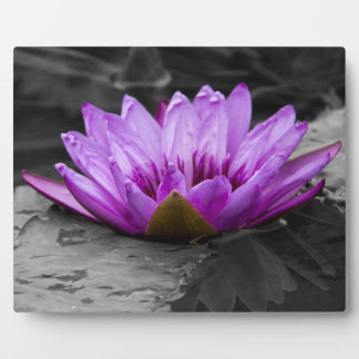 Purple Water Lily 002 Black and White Background Plaque