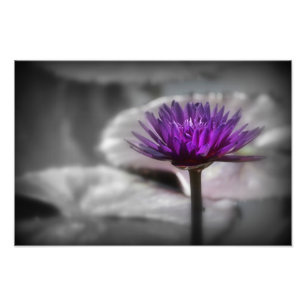 Purple Water Lily Photo Print