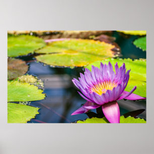 Purple Water Lily Pond Poster
