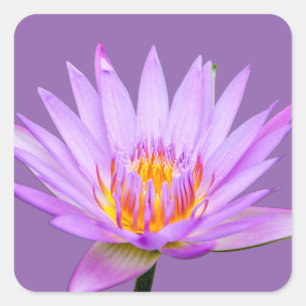Purple Water Lily Square Sticker