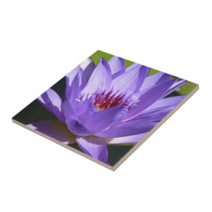 Purple Water Lily Tile