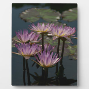 Purple Waterlilies Lotus Plaque