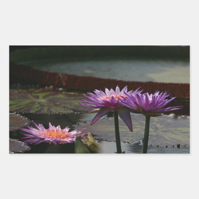 Purple Waterlilies Lotus sticker (Front)