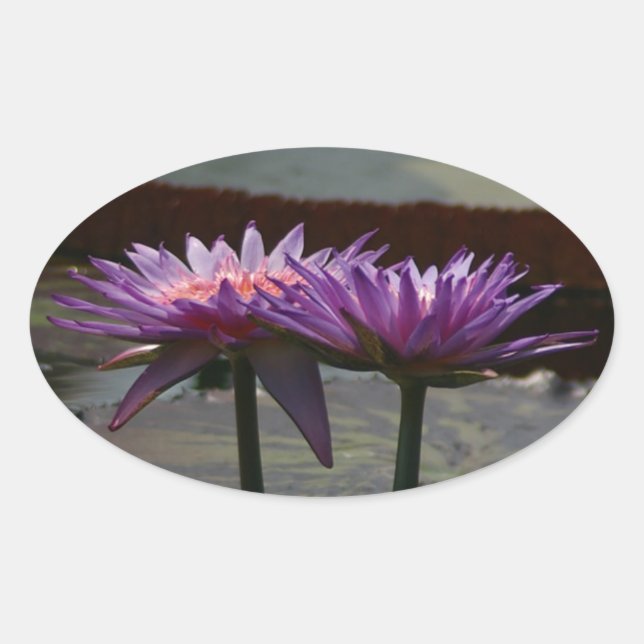 Purple Waterlilies sticker (Front)