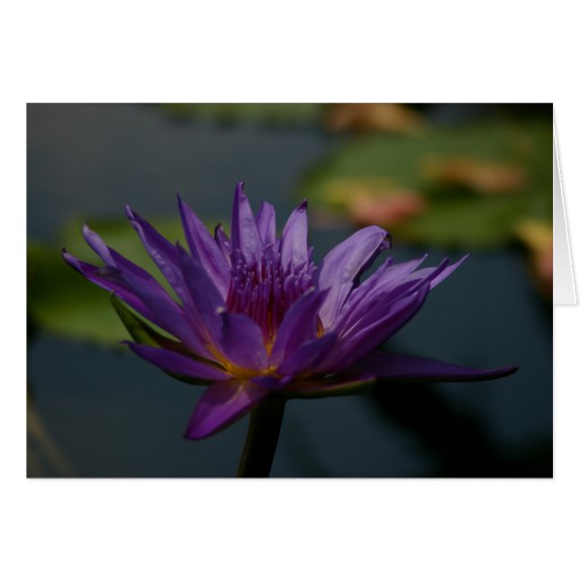 Purple Waterlily (Front Horizontal)