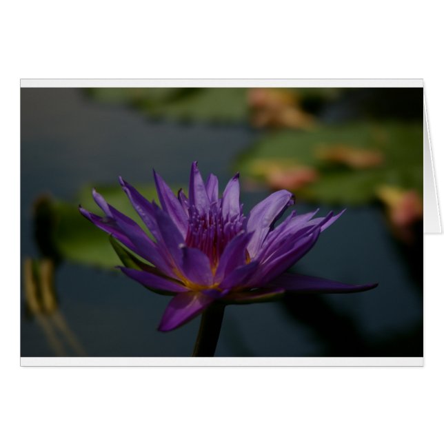 Purple Waterlily (Front Horizontal)