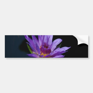 Purple Waterlily Lotus Bumper Sticker