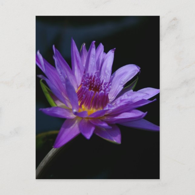 Purple Waterlily Lotus Postcard (Front)