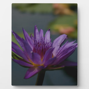 Purple Waterlily Plaque