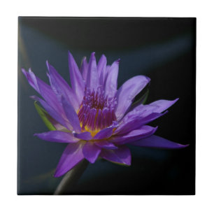 Purple Waterlily Tile