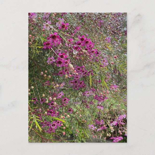 Purple Waxflowers Postcard (Front)
