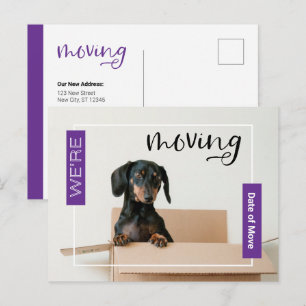 Purple We're Moving Dachshund Dog in Box Postcard