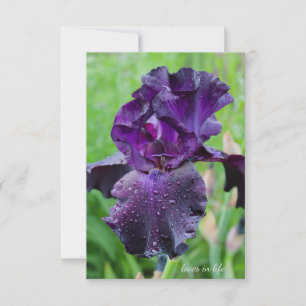 Purple, Wet Iris Card